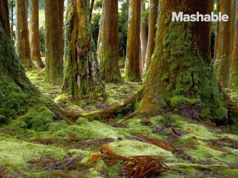 MASHABLE VIDEO ARTICLE // HOW MUSHROOMS ARE TRANSFORMING THE CONSTRUCTION INDUSTRY