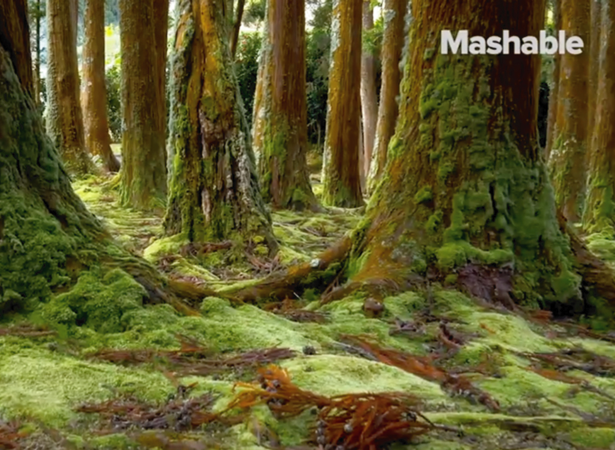 MASHABLE VIDEO ARTICLE // HOW MUSHROOMS ARE TRANSFORMING THE CONSTRUCTION INDUSTRY