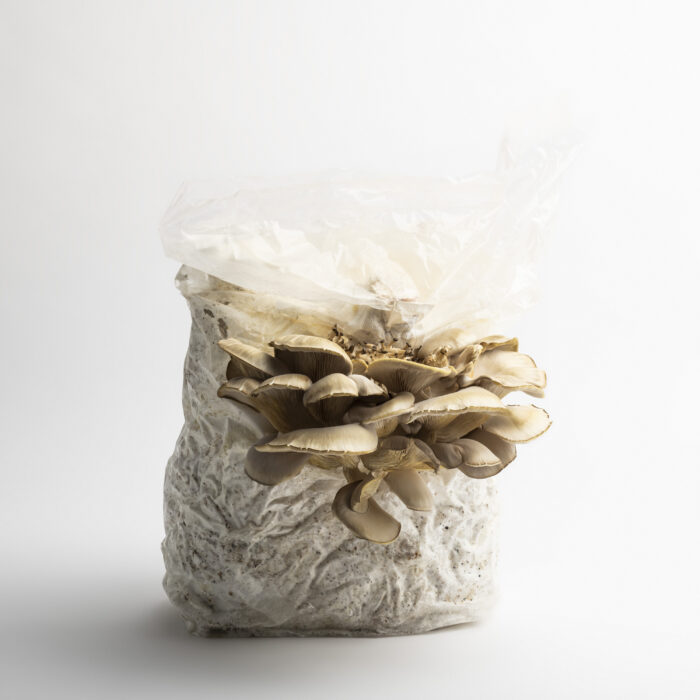 Mycelium Technology